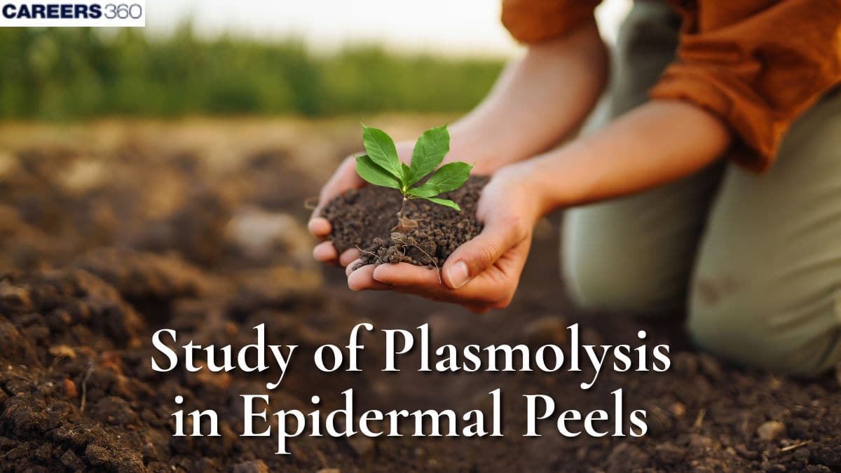 Study Of Plasmolysis In Epidermal Peels: Diagram, Overview